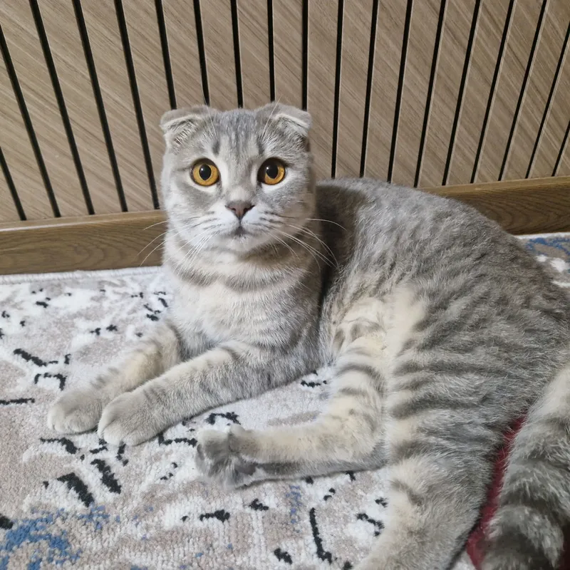 Toza qon Shotland Scottish Fold ona mushuk sotuvda