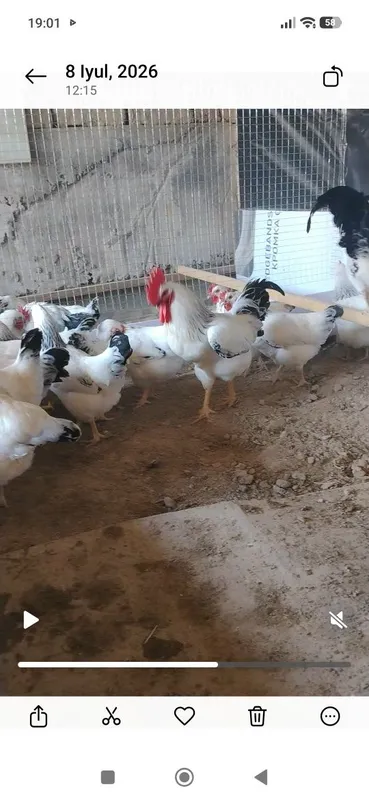 Adler uheyul Jersi va avstarlob tuhumlari bor 3 Adler uheyul Jersi va avstarlob tuhumlari bor 3
