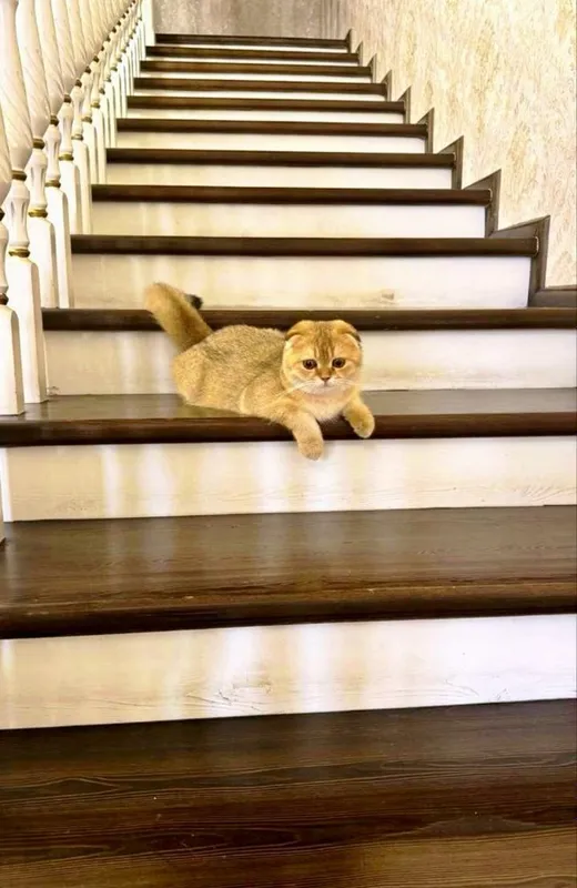 Вязка Золотая шиншилла Scottish fold