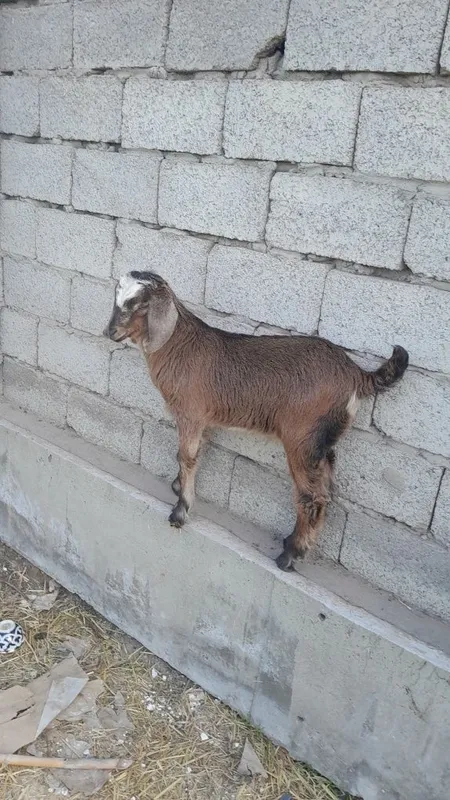 Echki bolasi erkak takacha zotdor 1 Echki bolasi erkak takacha zotdor 1
