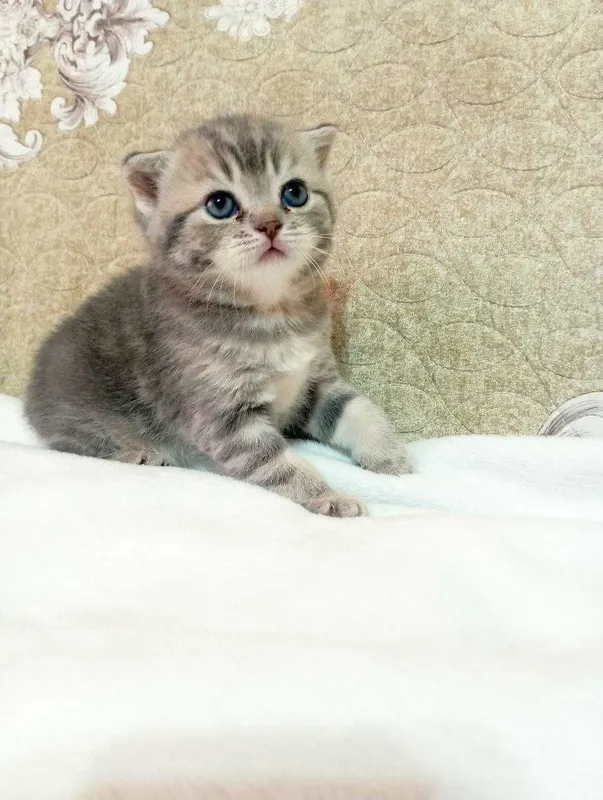 Продам котят 1 месяц