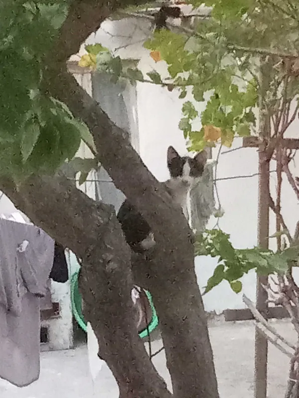 Отдам бесплатно котят в хорошие руки 1 Отдам бесплатно котят в хорошие руки 1