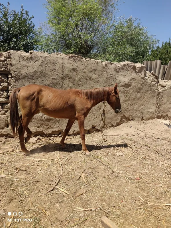 Ot Toy sotiladi 1 yoshdan 1 oylik oshdi 2 Ot Toy sotiladi 1 yoshdan 1 oylik oshdi 2