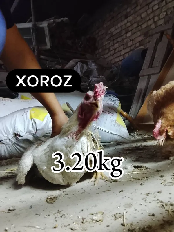 1ta xoroz va 9ta tovuq sotiladi 1 1ta xoroz va 9ta tovuq sotiladi 1