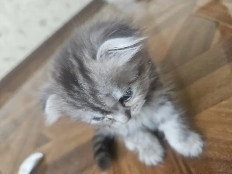 Scottish Fold toza qon — фото 1