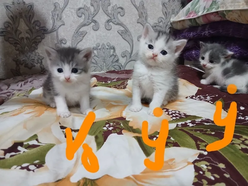 Sotiladi termiz shaxar Sotiladi termiz shaxar