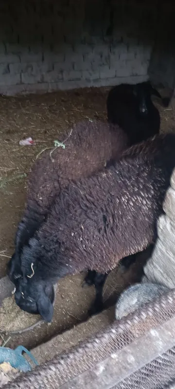 Qo'ylar sotiladi va 1 ta navos ham bor