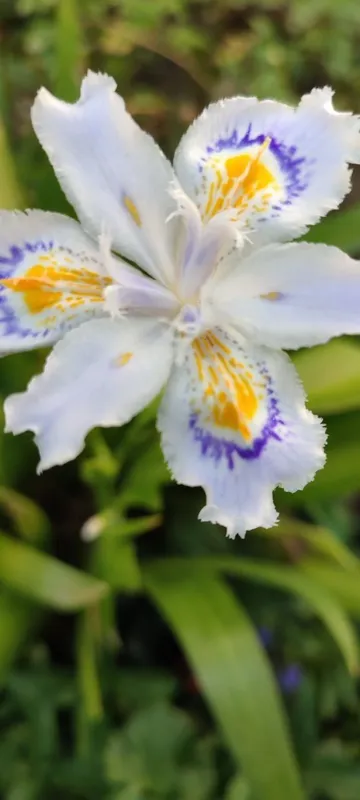 Ирис японский кучати, саженцы. Iris kuchati — фото 1 Ирис японский кучати, саженцы. Iris kuchati — фото 1