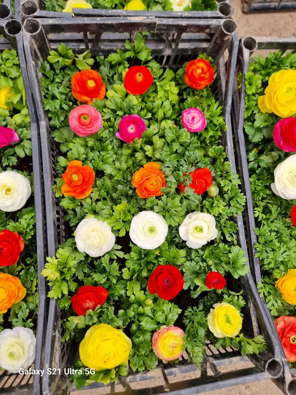 Ranunculus Lutik 4 Ranunculus Lutik 4