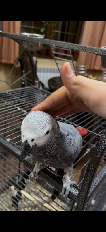 Говаряший Попугай Jako