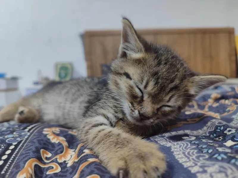 Котенок в добрые руки — фото 3