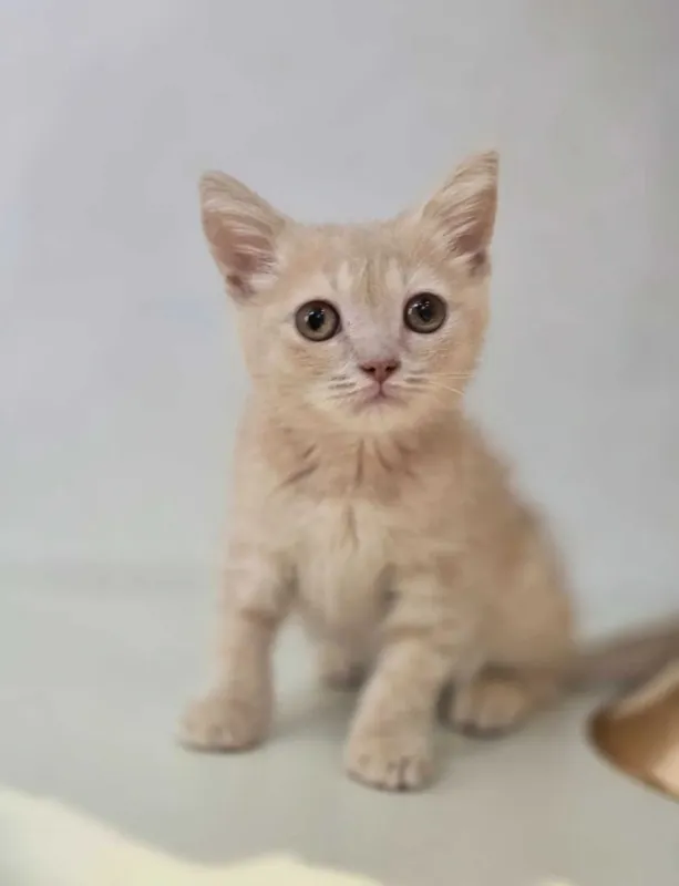 mushu