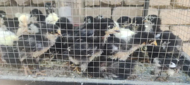 qora shagzoda jojalari sotiladi 1 qora shagzoda jojalari sotiladi 1
