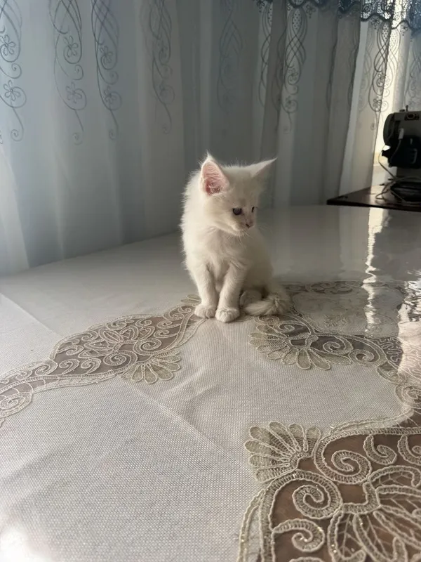 Mushuk va bolalari sotiladi maine coon 2 Mushuk va bolalari sotiladi maine coon 2