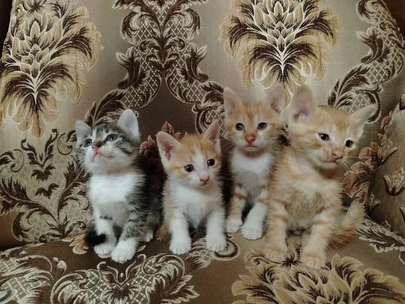 Отдам ДАРОМ замечательных котят 1 Отдам ДАРОМ замечательных котят 1