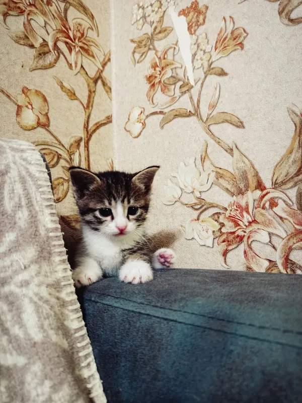 2 котёнка, мальчики БЕСПЛАТНО