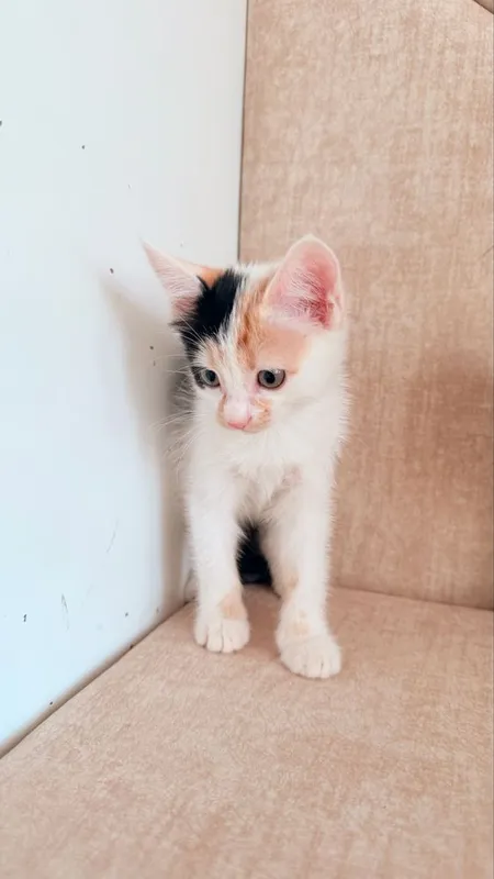 Отдам 3 котят в хорошие руки 4 Отдам 3 котят в хорошие руки 4