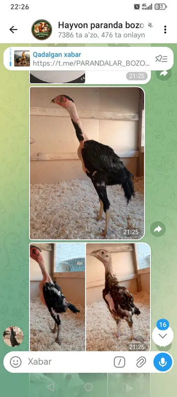 zur kulangi