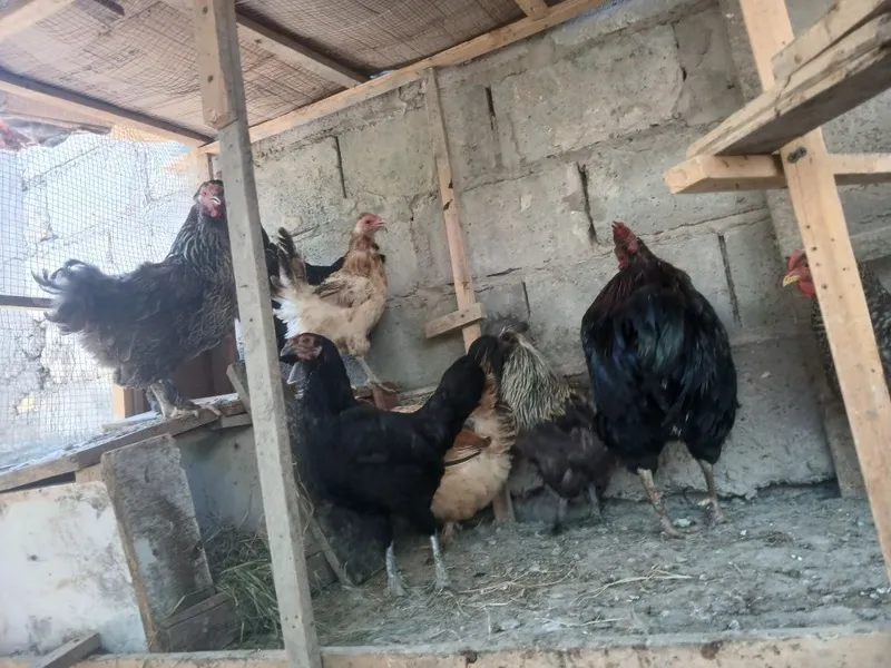 Honaki tovug'lar indautkalar jo'jalari kurka ham bor 1 Honaki tovug'lar indautkalar jo'jalari kurka ham bor 1