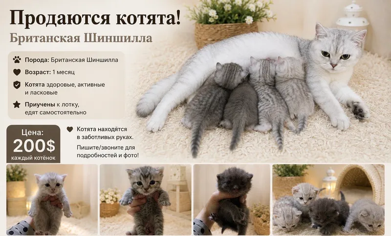 котики 2 котики 2