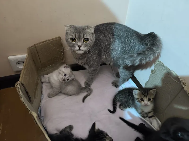 Вислоухие котята