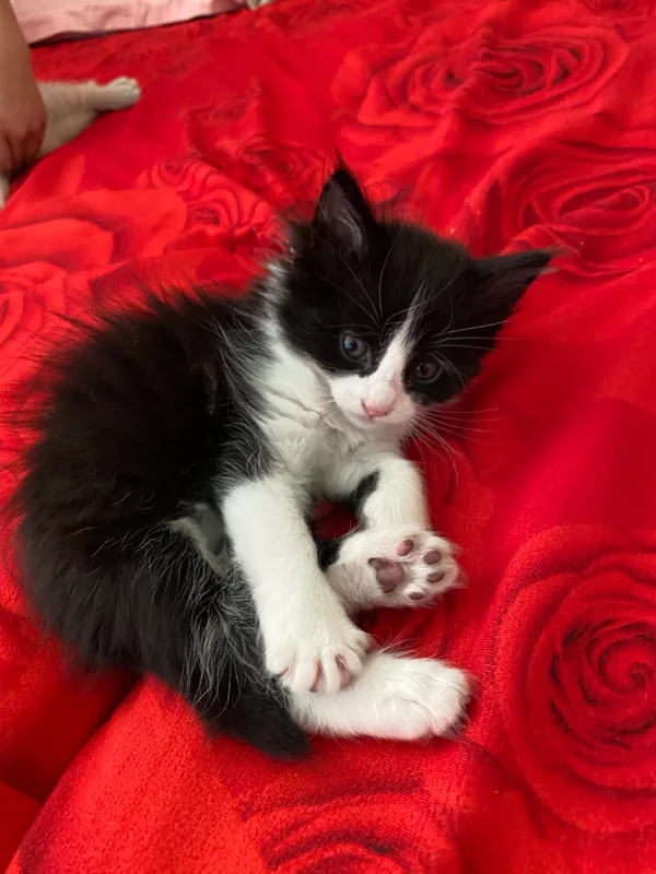 Котёнок 2 Котёнок 2