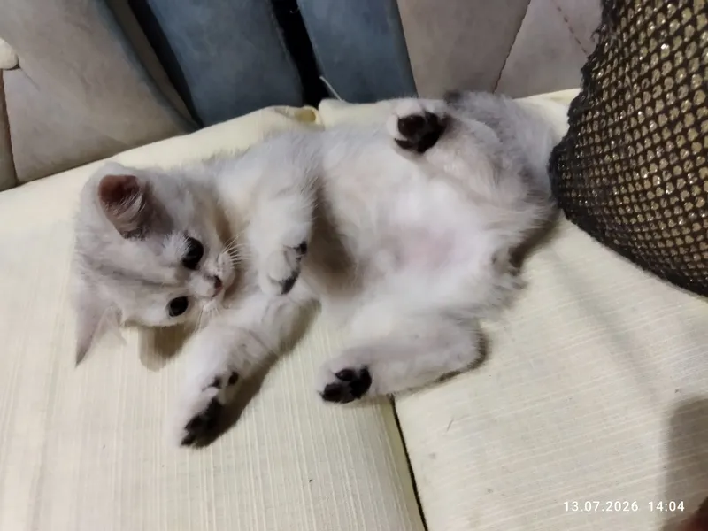 котята серебряная шиншилла 4 котята серебряная шиншилла 4