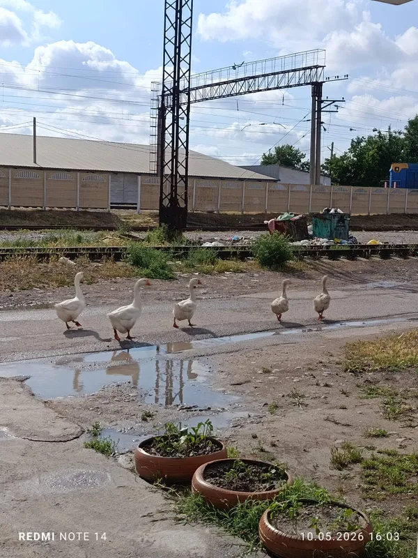 Sotillad ğozlar tuxum qoyad jamm