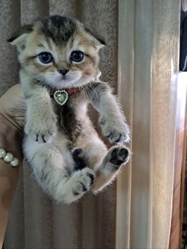 продаю котят шиншил — фото 3