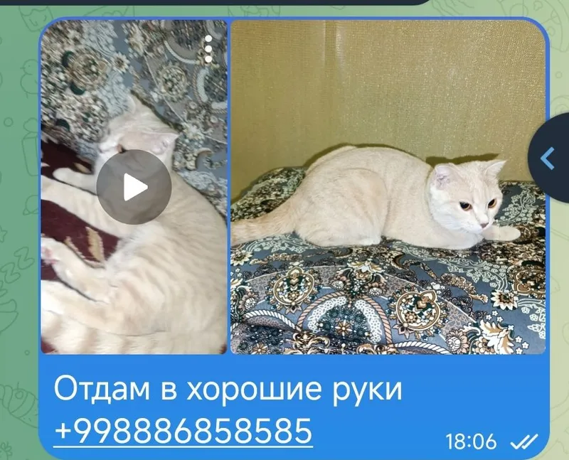 Отдам кошку в хорошие руки 2 Отдам кошку в хорошие руки 2