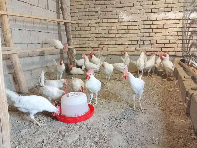 Xorozlar sotiladi 1 Xorozlar sotiladi 1