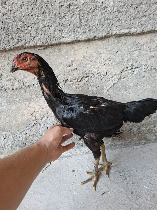 Mokiyonimiz sotiladi qoni toza ganoy bilan karisdan chixgan 6 Mokiyonimiz sotiladi qoni toza ganoy bilan karisdan chixgan 6