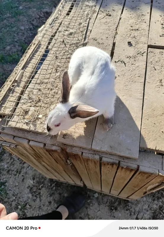 Kaliforniya quyon erkak sotlad