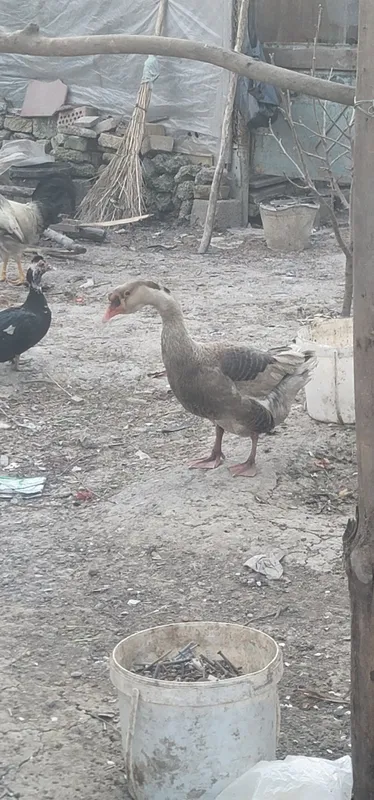 2 ta erkak g'oz sotiladi. 1