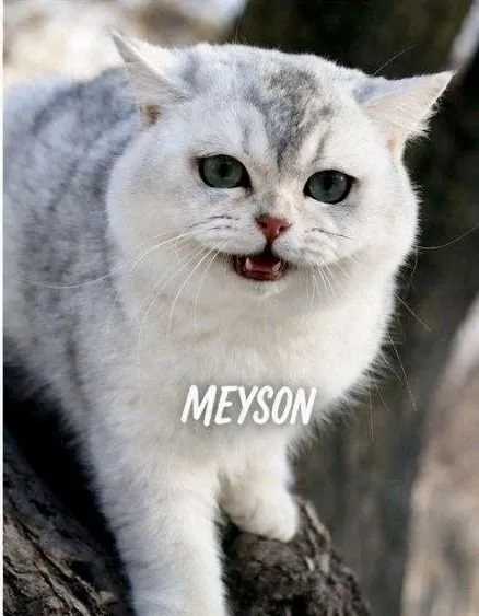 British shorthair vyazka 2 British shorthair vyazka 2