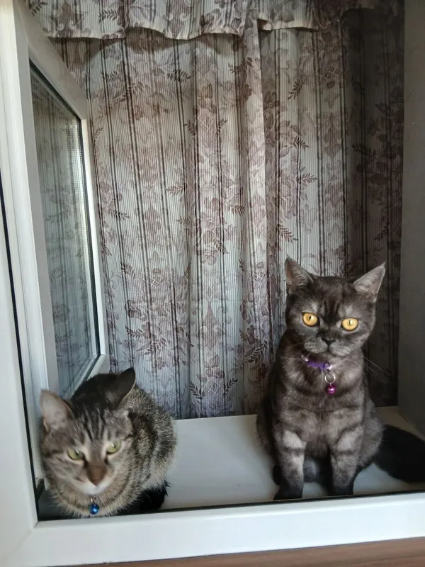 Отдам в добрые руки 2-х кошек.В связи со срочным переездом — фото 3