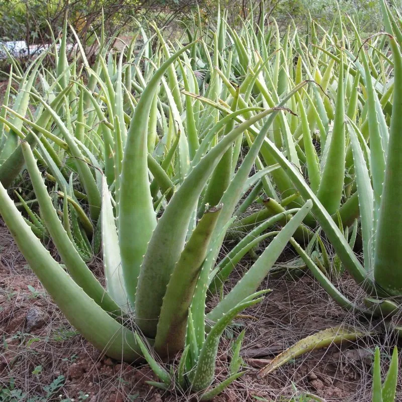 Алоэ вера (Aloe vera) — 25 см