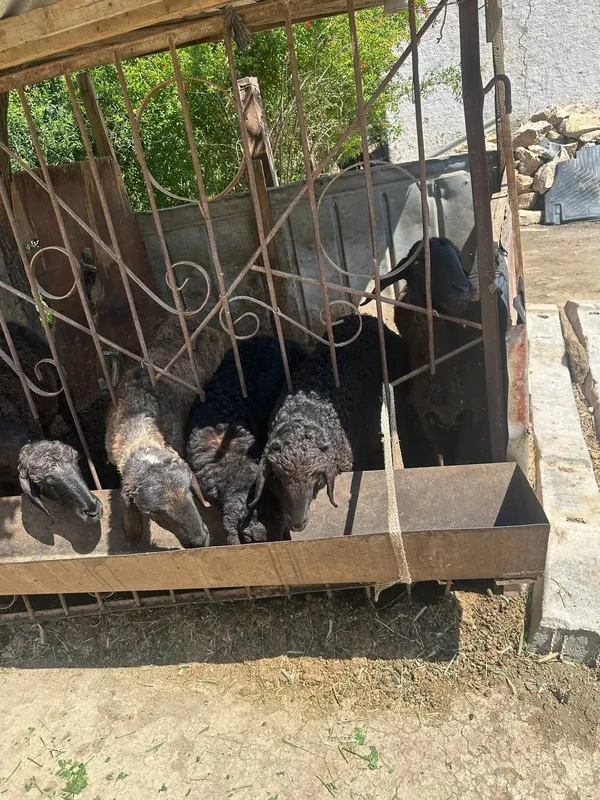 Uyda yaxshi boqilgan qo‘ylar arzon narxlarda sotiladi.Yana kelishiladi — фото 7