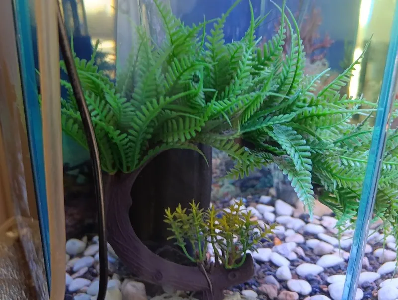 Akvarium sifatli sokin juda chiroyli ideal tanlov zo'r dizayn — фото 3