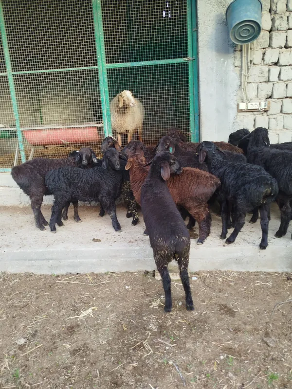 Quzilar sotiladi 2500mlndan 3mln500mingacha bor — фото 5