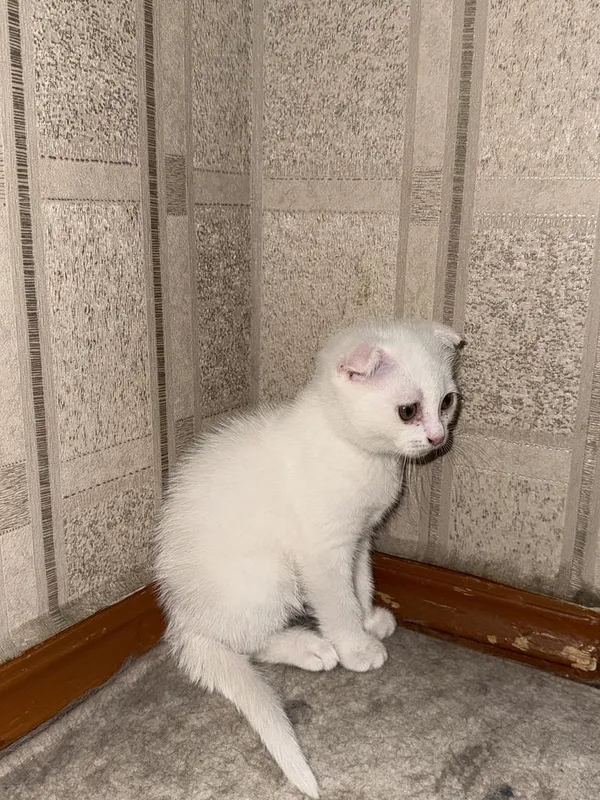 Scottish fold o’gil bola 2 oylik 3 Scottish fold o’gil bola 2 oylik 3
