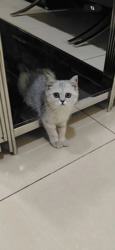Кошка 1