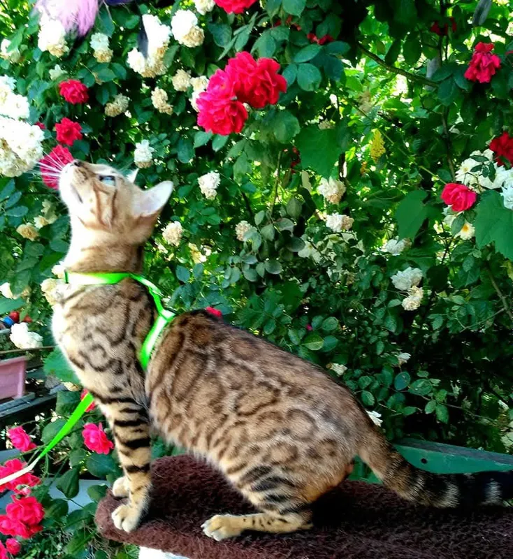 бенгальская кошка — фото 2