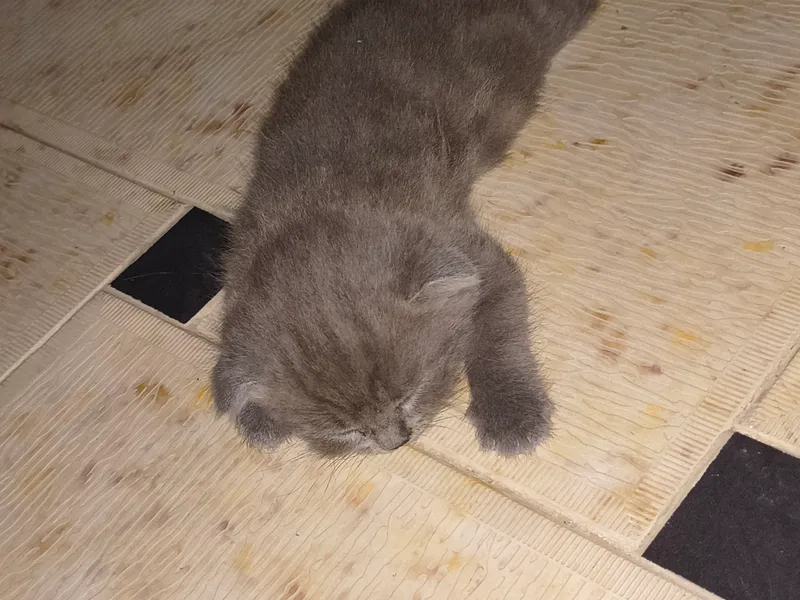 кошка 4