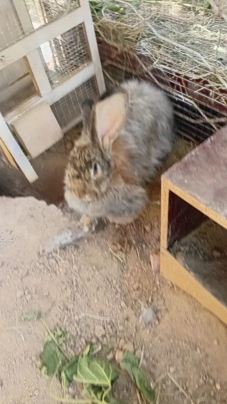 Quyonlar sotiladi 3 Quyonlar sotiladi 3