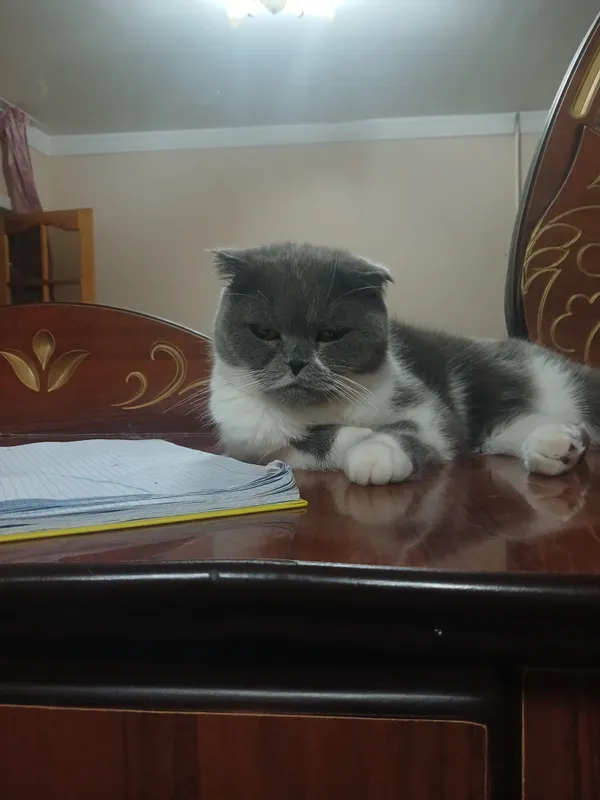 Scottish Fold 2 Scottish Fold 2