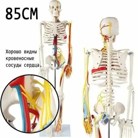 Скелет человека анатомическая модель