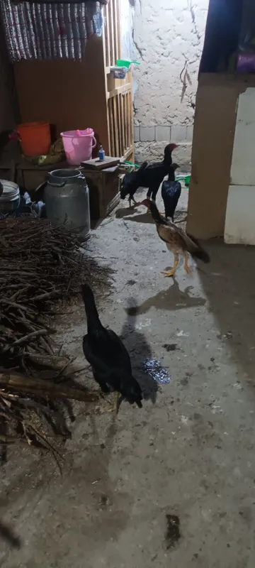 dakan jojalar sotiladi tozza dakan 9 dakan jojalar sotiladi tozza dakan 9