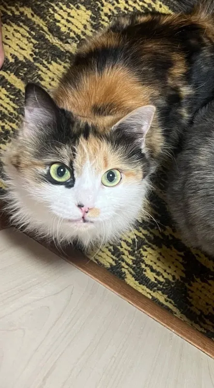 Mushuk, oila, yaxshi qo‘llarga beraman 5