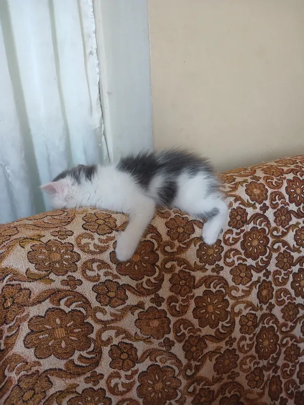 Домашний котёнок, 4-месячный мальчик, здоровый, чистый, аккуратный 4 Домашний котёнок, 4-месячный мальчик, здоровый, чистый, аккуратный 4